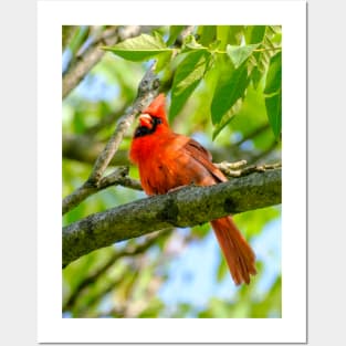 Cheeky Cardinal Photograph Posters and Art
